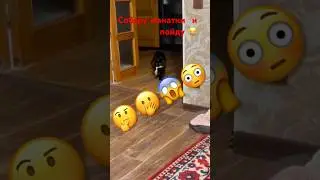 17 декабря 24 #cat #onceuponatimeinhollywood #дуэт #котэ #мем #catlover #hollywoodstars