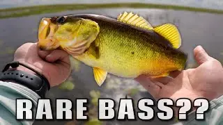 Surprise Fishing Trip Turns Up GOLDEN BASS on Okeechobee