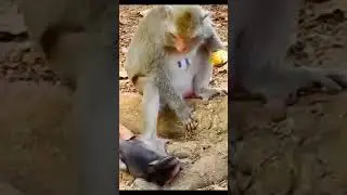 Life of Monkeys: Oh, the baby monkey has come to steal food from its fierce mother!
