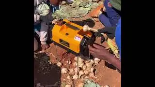 South Africa local Garlic farming
