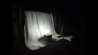 Moth trapping - Sherwood Forest July 23rd 2022