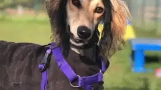 The Story of Primrose, the rescued Saluki