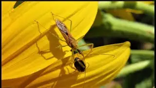 Zelus renardii   the leaf hopper assassin bug  caught a Xanthogaleruca luteola   Greece by Theo
