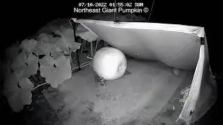 5.1 Lesson 3 2022 All New England Giant Pumpkin Contest Winner- Time Lapse