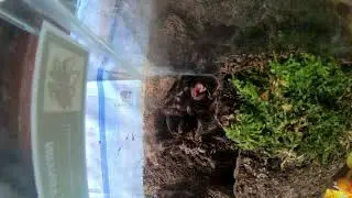 Tarantula Molting Timelapse | #tarantula #arachnid #spider #exotics #tarantulalovers