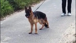 Show Quality 7months Short Coat Gsd Female.Penny D/O INDIAN🇮🇳 CHAMPION🏆 MAXIMUS ZEDESEN (IMPORT).