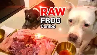 Oli&nomy the Pit Bulls: FROG, Chicken, Duck, Beef RAW DIET for Dogs EP.73 of 2025