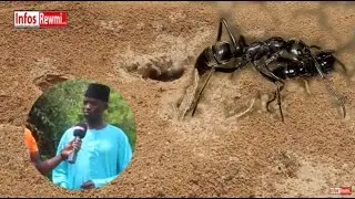 Allou Kagne: ay mbir you graw mo am thi négou khorondom biii