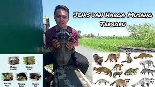 JENIS DAN HARGA MUSANG