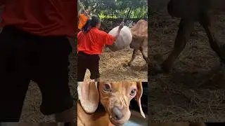 Cow in Trouble&mdash;Watch the Incredible Save!