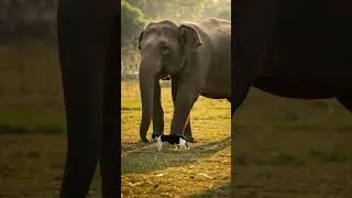 Elephant and cat together #animals #elephant #video #nature #world #cat #love