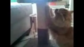 Nigel the Cat Plays and Sneezes