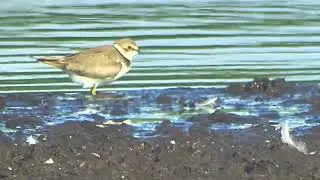 Filmpje 1 van een kleine plevier op Het Beleven. Dinsdagavond 22 juli 2025. #andrenuyens 