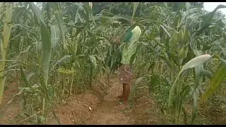 Daily life.Weeding corn leaves to provide enough light for chili plants