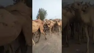 #hundred #camel #road#enjoy #beautiful#desert #animals #1millionviews