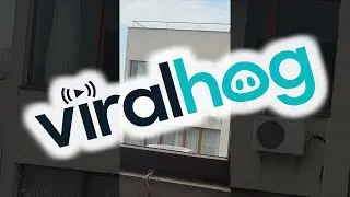 Cat and Seagull Have Beef Through Window || ViralHog