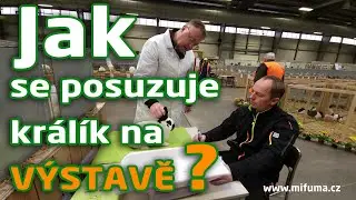Jak se posuzuje králík na výstavě #MifumaCZ
