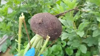 New trimmer//Lettuce for the garden//Radish and daikon harvest//Mulch for bushes