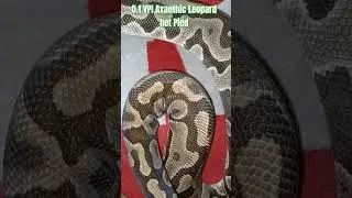 0.1 VPI Axanthic Leopard het Pied