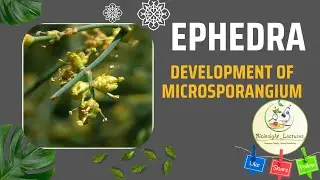Ephedra Development of Microsporangium