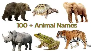 100+ Animal names in English vocabulary words | Cool Animals List with Pictures
