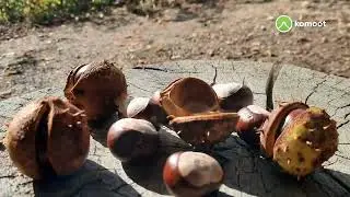 🧢👞 Sternenfels 🌾🦌🌻🦋🌰Derdinger👁️🍇🦅🍁Horn🌞