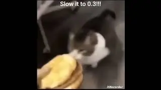 Trust me #memes #kitty #goviral #shorts #burger