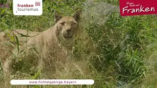 Die Ranger im Luchs-Revier -  Hausbesuch Fichtelgebirge