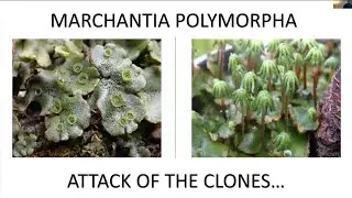 Marchantia polymorpha: Attack of the Clones (Faye Watson) - Innovation in Isolation 1/4/20