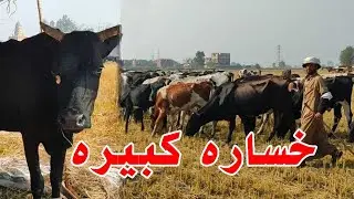 عملوا عملية استئصال ورم ضخم  للبقره الله يعوض علي اخوتنا العرب شعري شاب من اللي شوفته النهارده😒