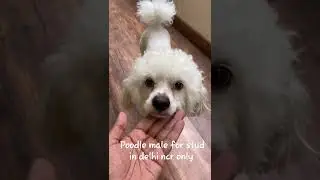 8826989394 for poodle dog stud service