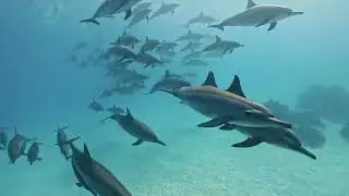 Freediving in Marsa Alam | Egypt&rsquo;s Red Sea Paradise