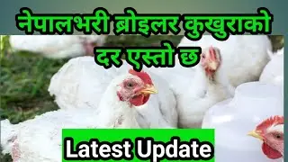Today Broiler Chicken Rate #broiler farming #santosh_adhikari#