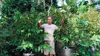 penyemprotan & pemupukan bibit durian.. di lahan