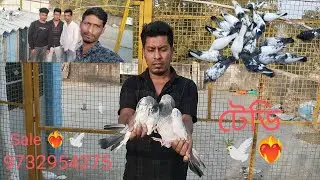 BEST QUALITY PAKISTANI HIGH FLYING PIGEON LOPT || O GOlDEN PIGEON || 🕊️🔥9732954275