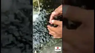 Tilapia Fish Seeds Stock 🐟🐟....