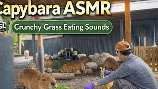 Capybara ASMR 🦫 | Crunchy Grass Sounds | Natural Relaxation (90s)