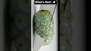 👁️🤢🧀Alien Potato with Eyes (Noni ASMR)  #asmr #satisfying #relaxing #ytshorts #fyp #fypシ゚ #fypシ