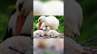 Mother bird protecting her chicks from the rain#nature #birds #naturelovers