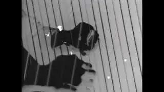 Linearity - A Television piece for Harp & Live Electronics by Richard Felciano (1968)