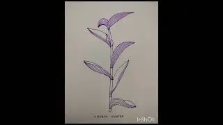 Drawing ofTradescantia pallida(Step by Step)#purple heart plant#purple queen#art@geetakwatra699