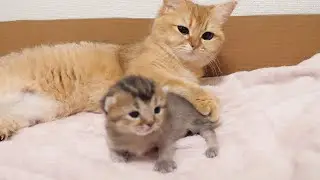 Baby kitten loves physical contact with mother cat