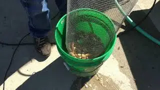 Peanut Pod Blasting