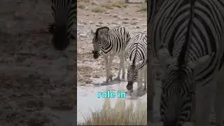 Zany Zebras: A Short Safari Adventure