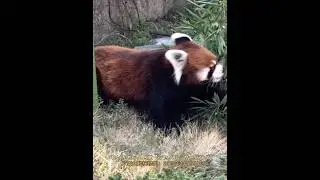 れいかちゃん 5歳とずんくん 6歳『シセンレッサーパンダ』【東山動植物園】名古屋市千種区東山元町3-70 ｢2025年1月7日(火)｣