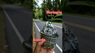 program kineng indah indahan. #bonsaiindahindahan #bonsai #caraperawatanbonsai #cover