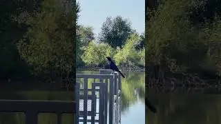great tailed grackle sound