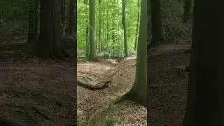 Wald in Rastede kein klan wie der hei&szlig;t #papazeit #kinderspa&szlig; #wald #spa&szlig; #rastede