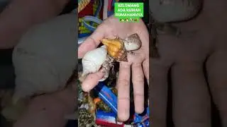 LIHAT KELOMANG #shorts #short #kelomang #umang #kelomangwarnawarni #pasarmalam #kids #hermitcrabs