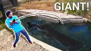 How Did This GIANT Get In the Creek?
